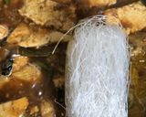 Foto langkah ke 5 dari resep Semur ayam plus bihun.
