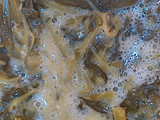 Tortilla de grelos