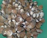 Foto langkah ke 2 dari resep Kuah asam kerang praktis.