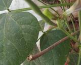 Green Beans (phaliyaan) and Mutton Qeema recipe step 2 photo