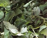 A picture of step 1 of 3- Minute Nettle & Walnut Pesto #vegan #paleo.