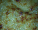 Foto del paso 4 de la receta: Coliflor con bechamel