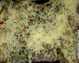 Foto del paso 2 de la receta: Matambre relleno