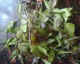 নিমপাতা ভাজা (neem pata vaza recipe in bengali) রেসিপি ধাপ - 1 ছবি