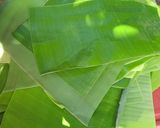 Foto del paso 7 de la receta: Tamal de mole negro en hoja de palma de plátano