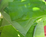 Foto del paso 7 de la receta: Tamal de mole negro en hoja de palma de plátano