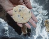 Foto del paso 4 de la receta: Galletitas de garbanzos con chips!