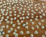 A picture of step 4 of Orecchiette (Strascinate) from Bari with Fresh Tomato Sauce and Ricotta Salata.