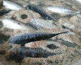 Foto langkah ke 1 dari resep Ikan tongkol suwir.