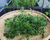 Hình bước làm 1 của món Rau càng cua trộn