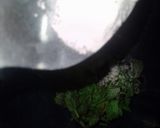 A picture of step 2 of Mint margarita.