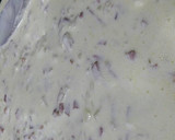 Foto del paso 4 de la receta: Macarrones con Salsa de Queso, Bacon y Cebolla
