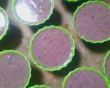 Foto langkah ke 6 dari resep Bolu Ubi Ungu Kukus Vla Keju.