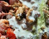 A picture of step 1 of Handi Chicken Beliram.