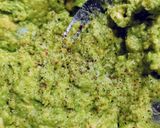 Foto del paso 2 de la receta Guacamole Casero. (A mi manera)