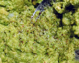 Foto del paso 2 de la receta: Guacamole Casero. (A mi manera)