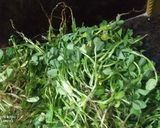 आलू मेथी साग (aloo methi saag recipe in Hindi) रेसिपी चरण 1 फोटो