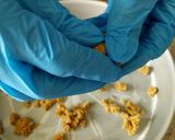 Foto del passaggio 10 della ricetta Sbriciolata integrale con noci e confettura di fichi