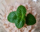 Foto del paso 5 de la receta: Yogur helado saludable de pera 🍦 🍐 Sin azúcares agregados ni edulcorantes ni miel 🍦