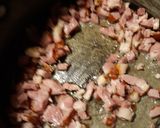 A picture of step 1 of Broccoli and Ham Soup.
