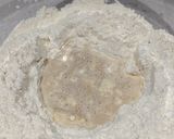Foto del paso 2 de la receta: Masa para pizza
