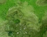 Foto langkah ke 5 dari resep Puding Lumut.