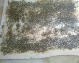 Foto del paso 1 de la receta: Palmeritas con pesto