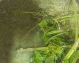 A picture of step 3 of Kairi Chutney.