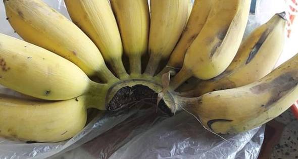 1 กล้วยตาก