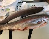 Une image de l'étape 2 de Truites saumonées aux oignons doux d Italie et aromates de la mer.