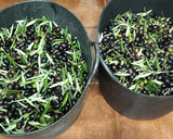 Foto del paso 3 de la receta: Aceitunas con aliño casero