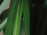 Ayam Goreng Daun Pandan