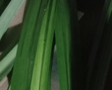 Foto langkah ke 3 dari resep Ayam Goreng Daun Pandan.