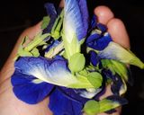 Foto langkah ke 1 dari resep Agar Ocean Blue.