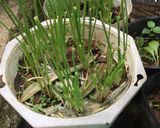 Hình bước làm 2 của món Canh bí ngô non Nhật thịt bằm