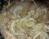 A picture of step 1 of Afghan pulao.