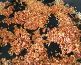 Foto del paso 5 de la receta: Arroz con camarones y calamares