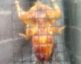 Foto del paso 7 de la receta: Pollo al asador, sazonado solo con salmuera