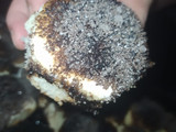 Tortitas negras o carasucias😉