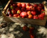 Une image de l'étape 1 de Ketchup maison.