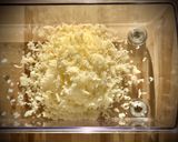 Foto del paso 1 de la receta: Spaghetti con vieiras y crujiente de Parmesano