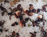 A picture of step 6 of Kathal (Jackfruit)ki biryani.