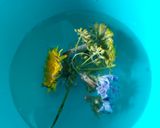 Foto del paso 1 de la receta: Tortita jardinera - con flores comestibles