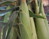 Foto del paso 1 de la receta: Sopa de elotes tiernos