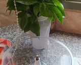 A picture of step 2 of Homemade Pesto Sauce.