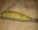 صورة لخطوة 4 من وصفة سردين مقلي بالسميد 🐟🐟