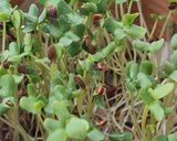 Foto del paso 9 de la receta: Brotes de lino 🌱 Germinación de semillas de lino marrón en germinador de arcilla 🌱