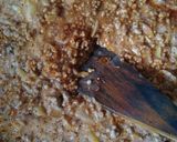 Foto langkah ke 4 dari resep Lasagna.