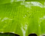 A picture of step 10 of Fish Pollichathu.