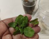 पानकम श्री रामनवमी स्पेशल रेसिपी चरण 3 फोटो